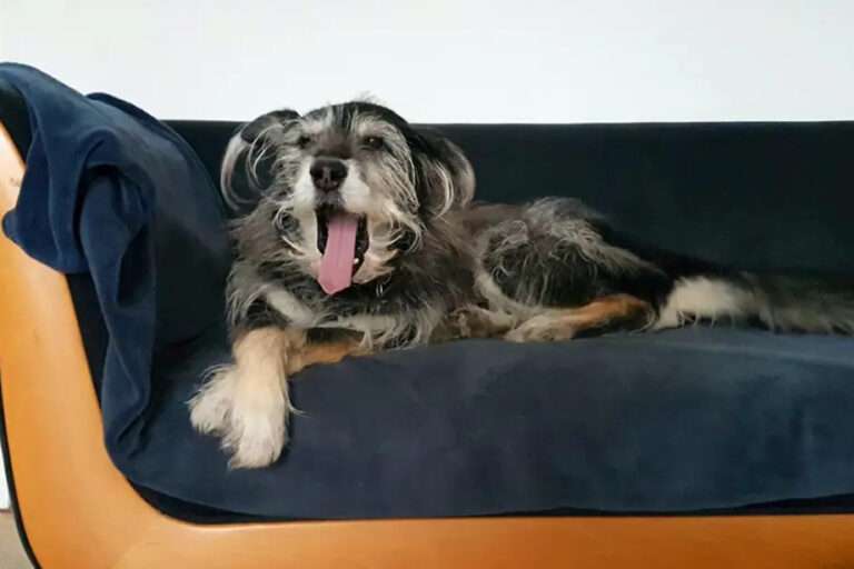 Hundeschlaf, Schlafplatz, Ruhephasen: Was du über die Ruhephasen deines Vierbeiners wissen solltest