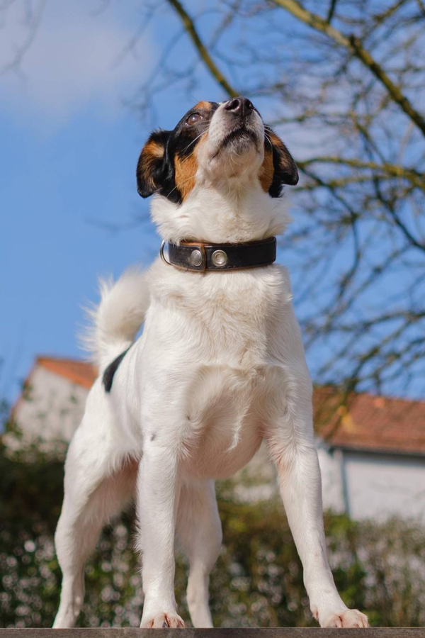 Einzeltraining für Hund und Mensch. Vertraue auf Hundetraining. Hundetrainer Angelika Richter in Düsseldorf.