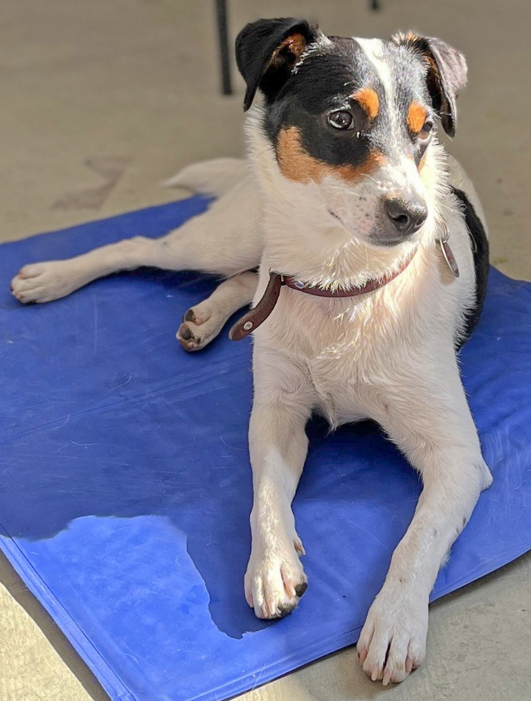 Meine Philosophie als Hundetrainerin. Hundetraining Angelika Richter in Düsseldorf. Meine Philosophie als Hundetrainerin. Hundetraining Angelika Richter in Düsseldorf.