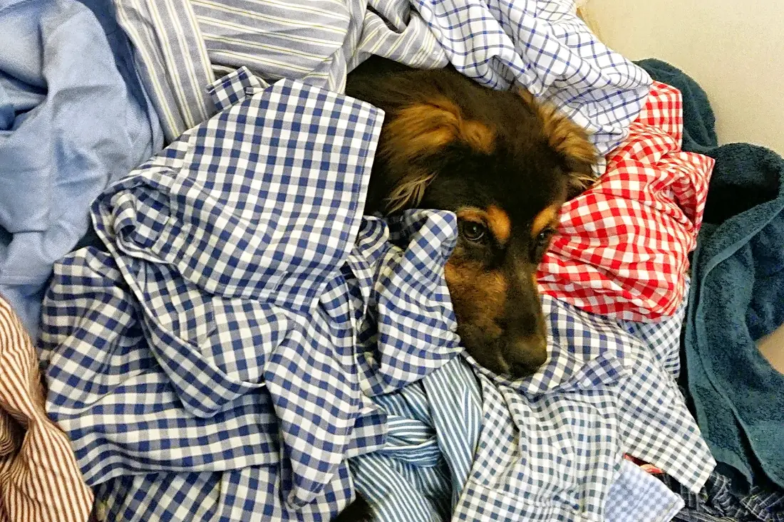 Hund kann nicht alleine sein zuhause: Tipps und Schritt-für-Schritt-Training. So lernt dein Hund das Alleinesein Hund kann nicht alleine sein zuhause: Tipps und Schritt-für-Schritt-Training. So lernt dein Hund das Alleinesein