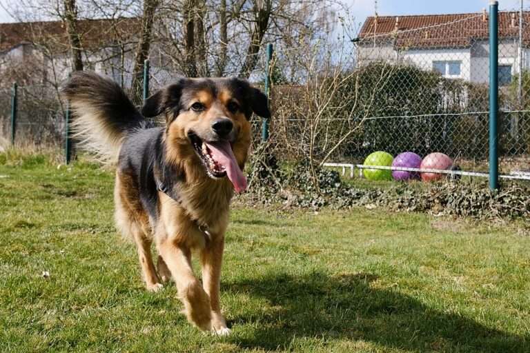 Hundeausläufe, Hundeplätze & Freilaufflächen in Düsseldorf: Eine Übersicht