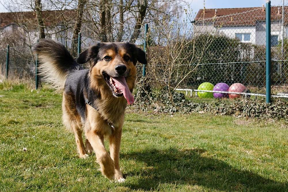 Hundeauslauf, Hundeplatz & Freilaufflächen in Düsseldorf: Eine Übersicht Hundeauslauf, Hundeplatz & Freilaufflächen in Düsseldorf: Eine Übersicht