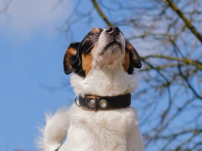 Einzeltraining für Hund und Mensch. Vertraue auf Hundetraining. Hundetrainer Angelika Richter in Düsseldorf. Einzeltraining für Hund und Mensch. Vertraue auf Hundetraining. Hundetrainer Angelika Richter in Düsseldorf.