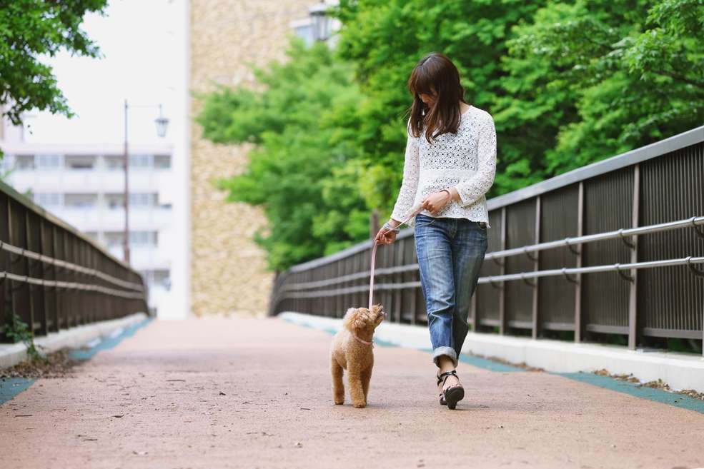 Tipps zur Leinenführung mit deinem Hund: Keinenführung trainieren in Düsseldorf Tipps zur Leinenführung mit deinem Hund: Keinenführung trainieren in Düsseldorf