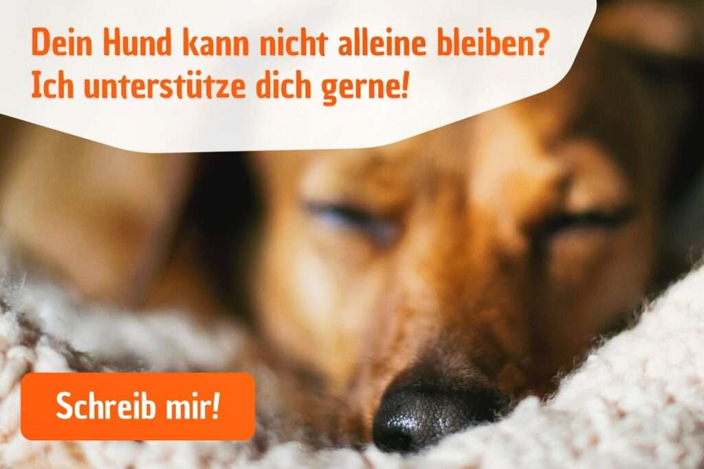 Mit gezieltem Hundetraining das Alleinsein bei deinem Hund trainieren