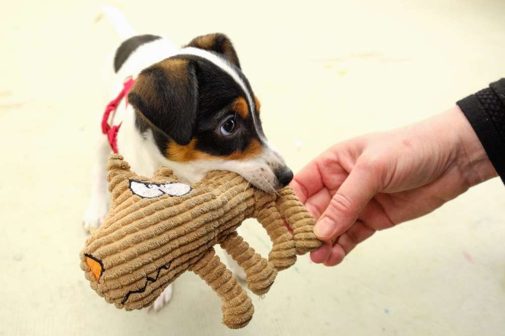 Belohnen statt bestrafen – der faire Weg zum Lernerfolg deines Hundes Belohnen statt bestrafen – der faire Weg zum Lernerfolg deines Hundes