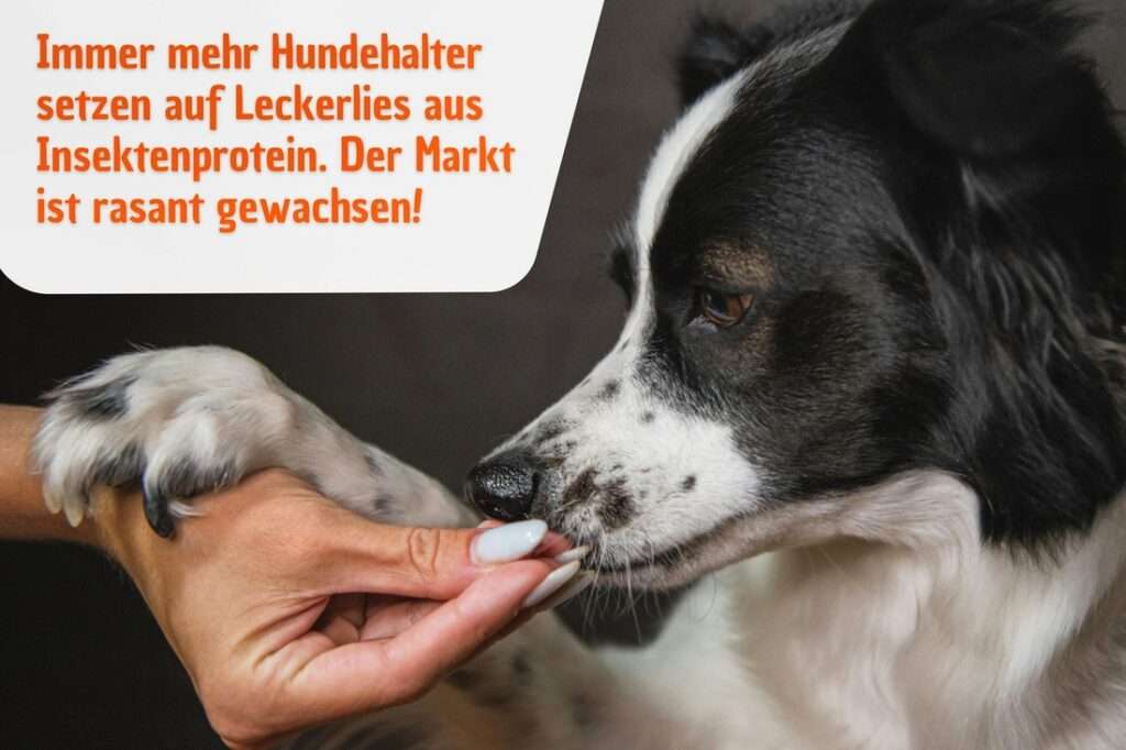 Immer mehr Hundehalter setzen auf Leckerlies aus Insektenprotein.