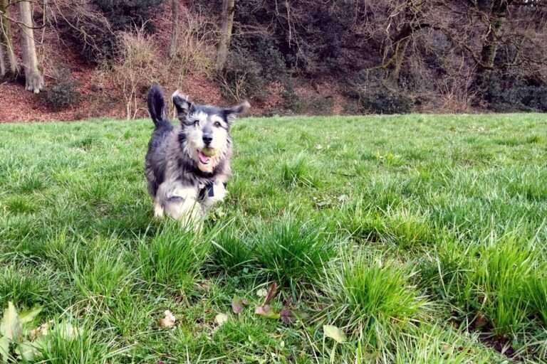 Rückruftraining: Sicherer Rückruf beim Hund trainieren und Fehler vermeiden