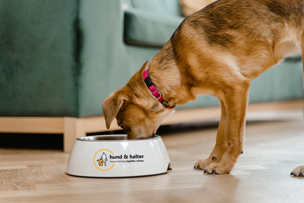 Worauf man beim BARFEN unbedingt achten sollte