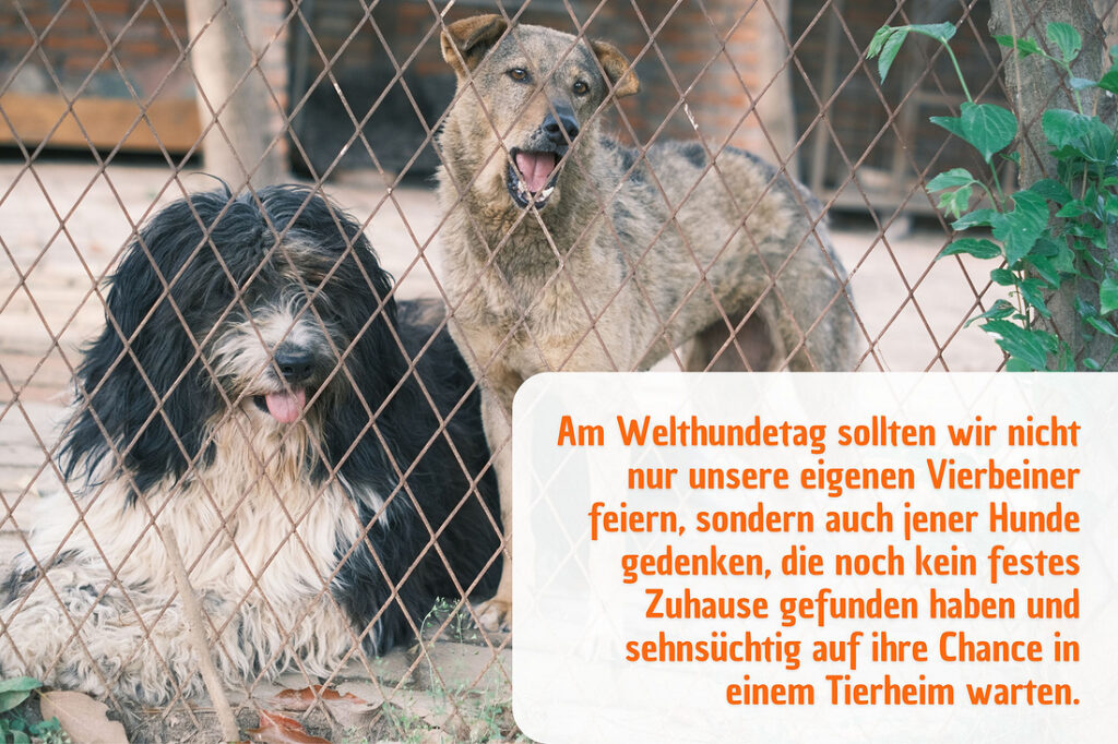 Am Welthundetag an Hunde im Tierheim denken