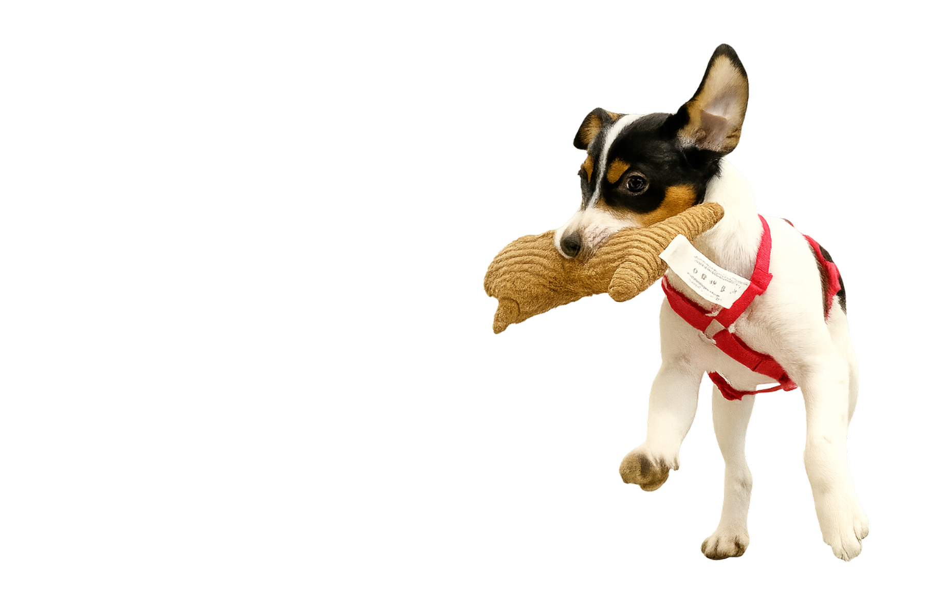 Professionelles Hundetraining in Düsseldorf mit der zertifizierten Hundetrainerin Angelika Richter