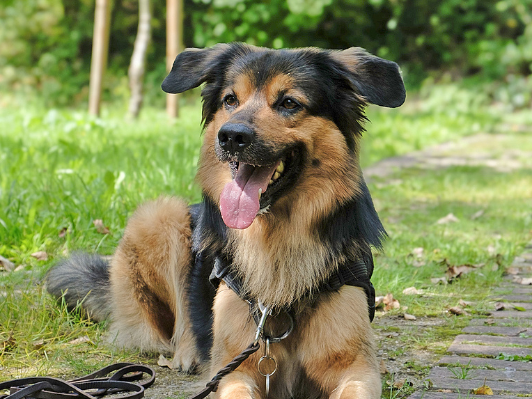 Hundetraining von Anfang an! Hundetraining in Düsseldorf von zertifizierter Hundetrainerin Hundetraining von Anfang an! Hundetraining in Düsseldorf von zertifizierter Hundetrainerin