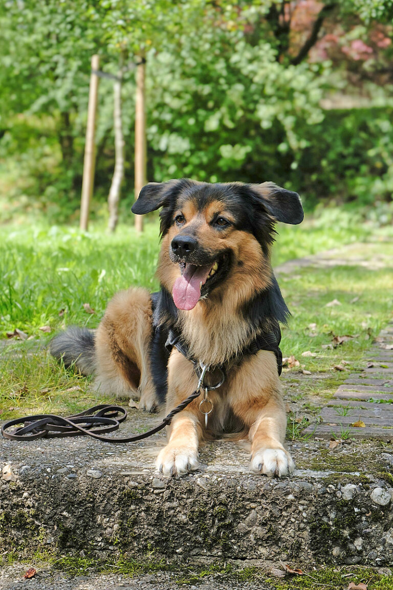 Hundetraining von Anfang an! Hundetraining in Düsseldorf von zertifizierter Hundetrainerin