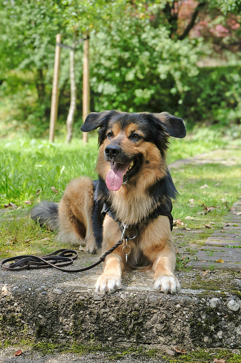 Hundetraining von Anfang an! Hundetraining in Düsseldorf von zertifizierter Hundetrainerin Hundetraining von Anfang an! Hundetraining in Düsseldorf von zertifizierter Hundetrainerin