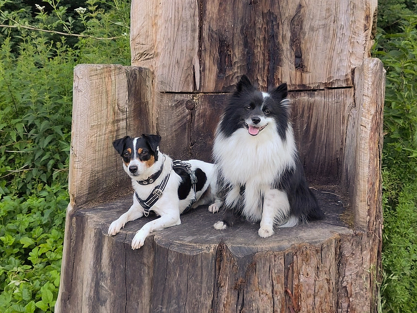 Hundetraining Kennenlern-Angebot. Mach mit beim Easy Walk für Hunde in Düsseldorf. Hundetraining Kennenlern-Angebot. Mach mit beim Easy Walk für Hunde in Düsseldorf.