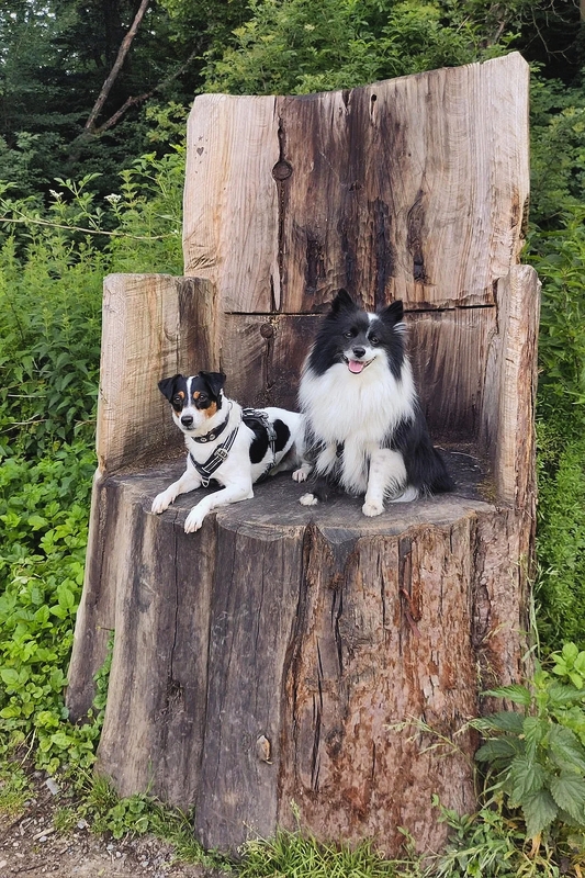 Hundetraining Kennenlern-Angebot. Mach mit beim Easy Walk für Hunde in Düsseldorf. Hundetraining Kennenlern-Angebot. Mach mit beim Easy Walk für Hunde in Düsseldorf.