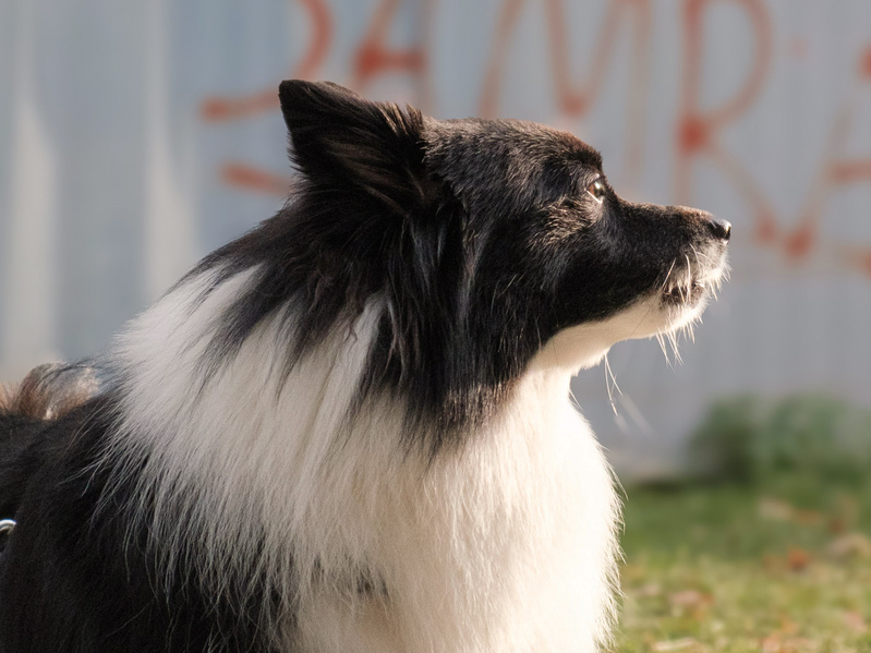 Hundetraining Specials: Gezielte Trainings für dich und deinen Hund in Düsseldorf mit praxisnahem Hundetraining Hundetraining Specials: Gezielte Trainings für dich und deinen Hund in Düsseldorf mit praxisnahem Hundetraining