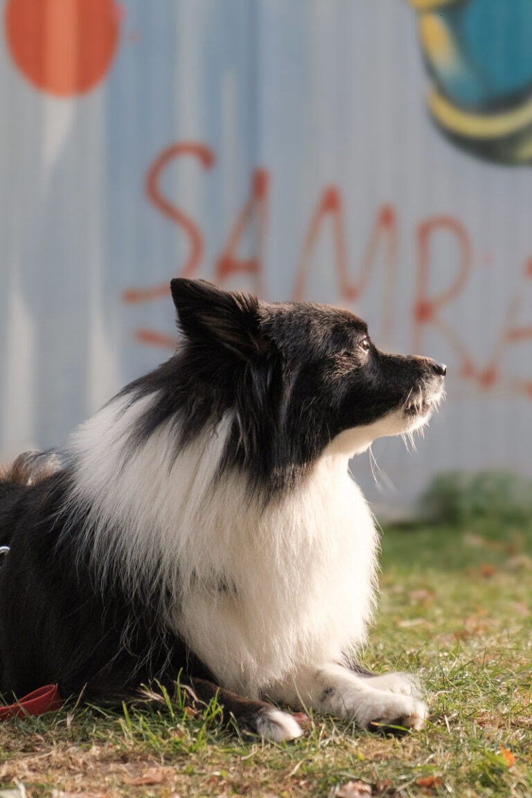 Hundetraining Specials: Gezielte Trainings für dich und deinen Hund in Düsseldorf mit praxisnahem Hundetraining