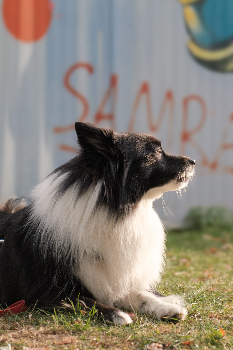 Hundetraining Specials: Gezielte Trainings für dich und deinen Hund in Düsseldorf mit praxisnahem Hundetraining Hundetraining Specials: Gezielte Trainings für dich und deinen Hund in Düsseldorf mit praxisnahem Hundetraining