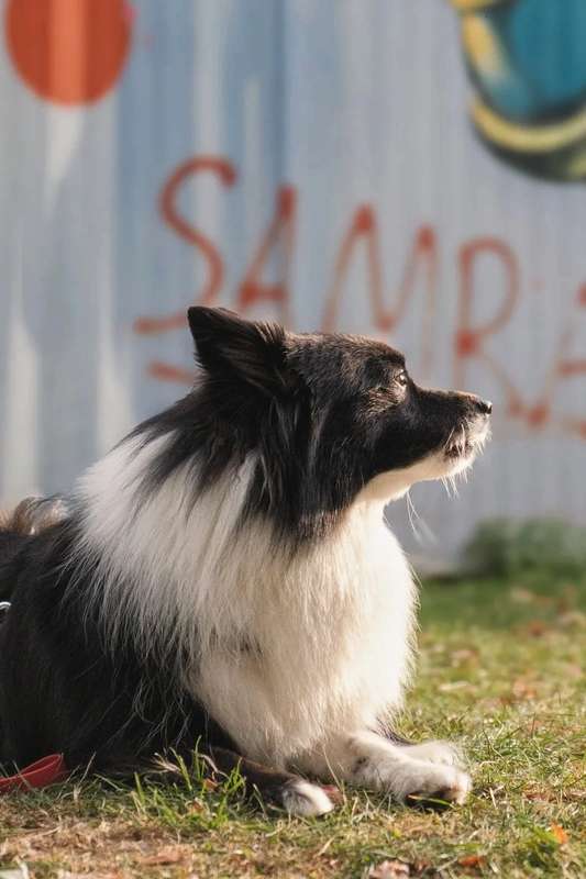 Hundetraining-Specials: Maßgeschneiderte Trainings für dich und deinen Hund in Düsseldorf – praxisnah und effektiv. Hundetraining-Specials: Maßgeschneiderte Trainings für dich und deinen Hund in Düsseldorf – praxisnah und effektiv.