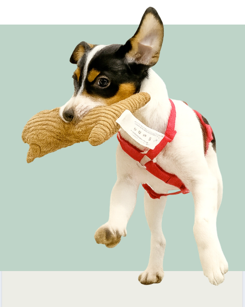 Professionelles Hundetraining in Düsseldorf mit der zertifizierten Hundetrainerin Angelika Richter