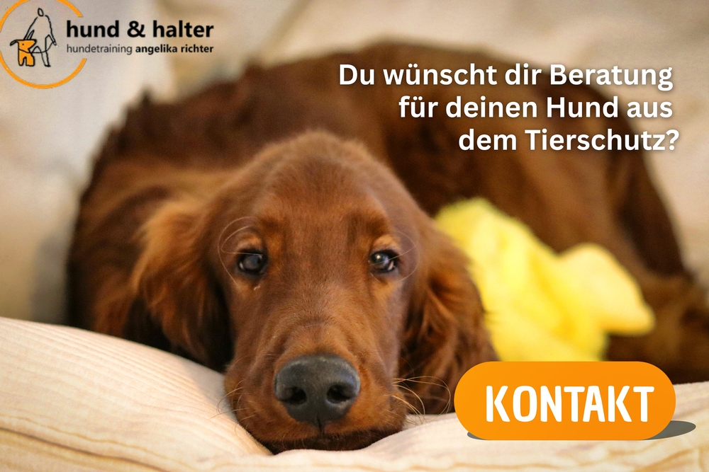 Beratung für Tierschutzhunde in Düsseldorf