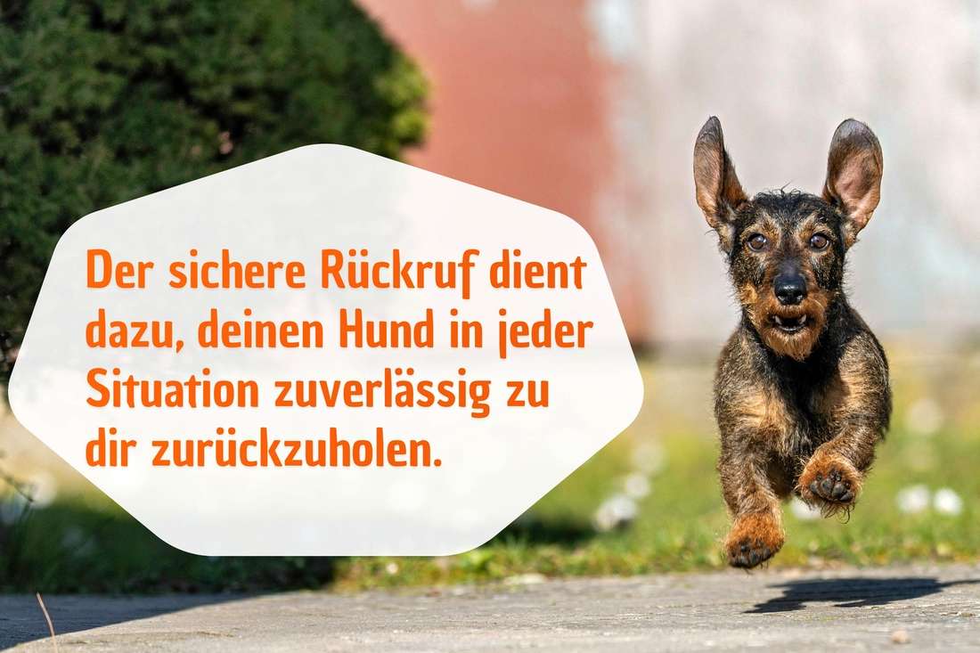 Der sichere Rückruf ist ein sehr wichtiges Thema im Hundetraining.