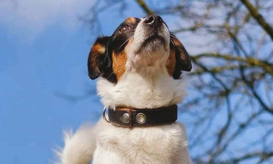 Hundetraining - Im Einzeltraining stehen du und dein Hund mit euren individuellen Themen im Mittelpunkt Hundetraining - Im Einzeltraining stehen du und dein Hund mit euren individuellen Themen im Mittelpunkt