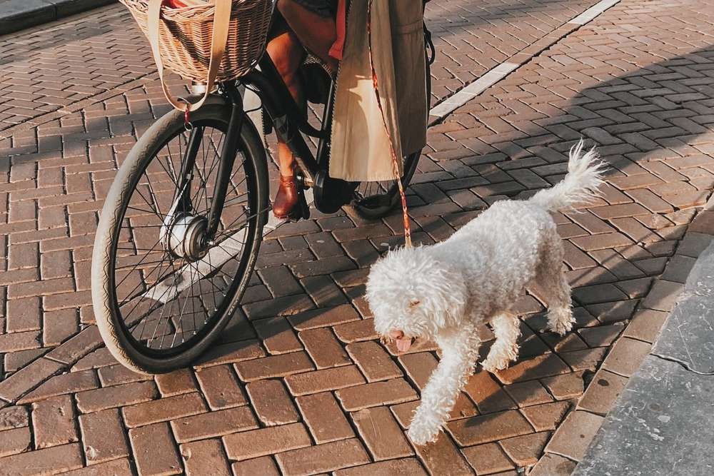 Fahrrad fahren mit Hund. Ein Radgeber für das sichere Mitlaufen deines Hundes Fahrrad fahren mit Hund. Ein Radgeber für das sichere Mitlaufen deines Hundes