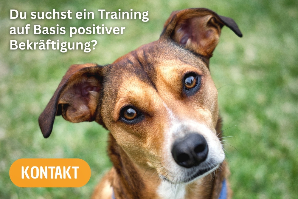 Gewaltfreies Hundetraining auf Basis posititiver Bekräftigung