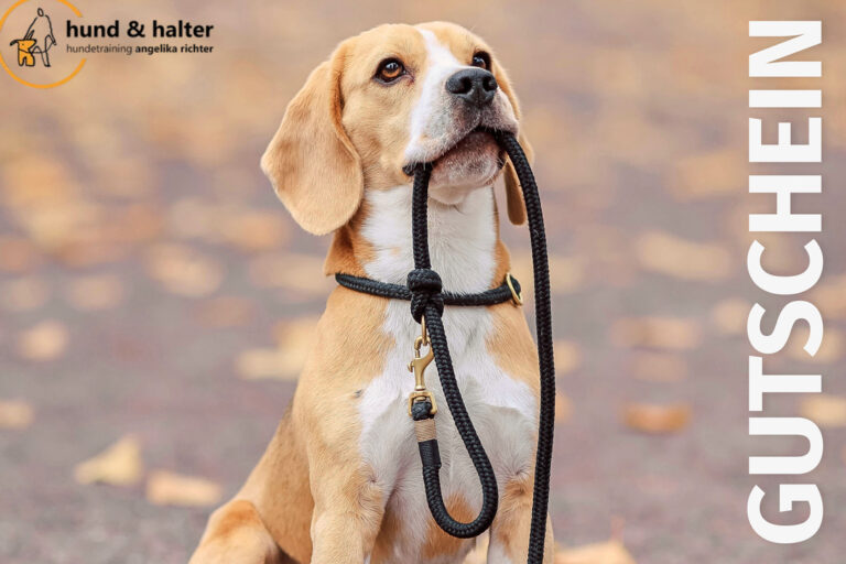 Gutschein für ein Hundetraining in Düeselldorf