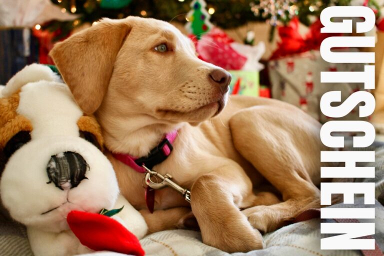 Verschenke Freude mit einem Gutschein für Hundetraining in Düsseldorf. Gemeinsame Zeit, wertvolle Tipps und spielerische Übungen für Halter und Hund