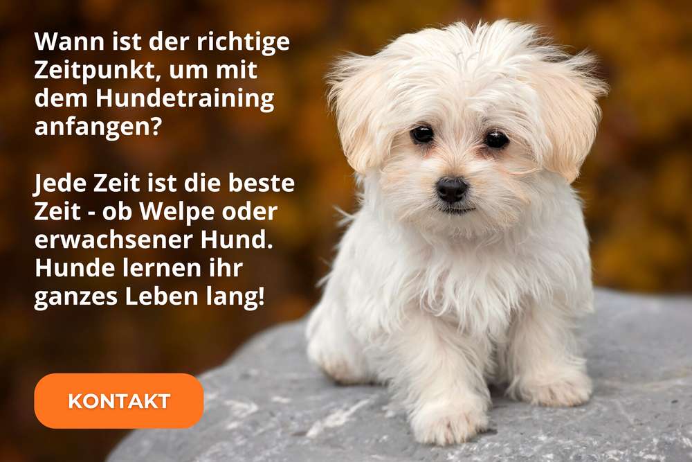 Wann ist der richtige Zeitpunkt, um mit dem Hundetrainiung zu beginnen? Wann ist der richtige Zeitpunkt, um mit dem Hundetrainiung zu beginnen?