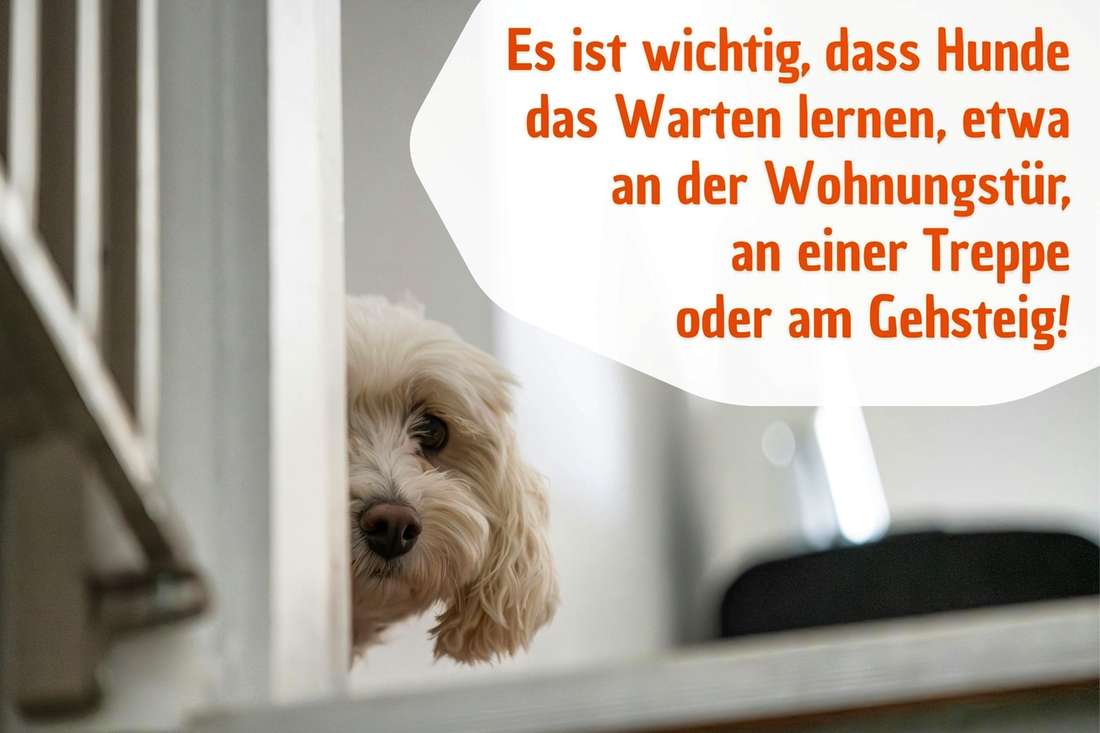 Hunde sollten früh das Warten lernen, es trainiert Geduld und Impulskontrolle