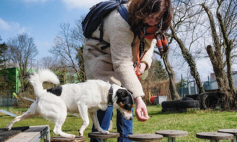 Hundetraining in Düsseldorf, basierend auf Respekt und Vertrauen sowie auf neuesten wissenschaftlichen Erkenntnissen zum Lernverhalten von Hunden Hundetraining in Düsseldorf, basierend auf Respekt und Vertrauen sowie auf neuesten wissenschaftlichen Erkenntnissen zum Lernverhalten von Hunden