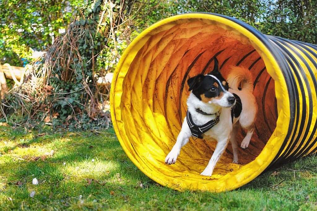 Hundetraining ist wichtig für dich und deinen Hund