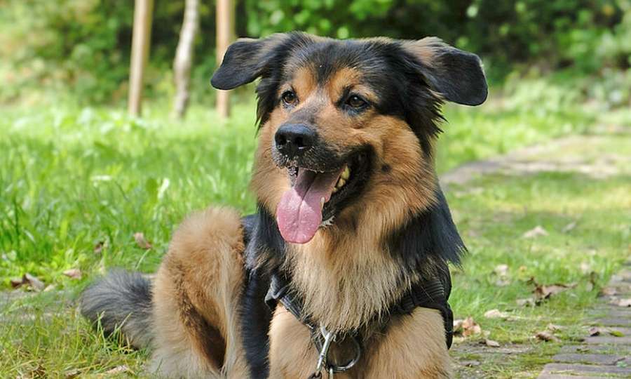 Das Hundetraining BASIC unterstützt dich beim Erlernen von Grundsignalen und gibt dir wertvolle Verhaltenstipps für den Alltag Das Hundetraining BASIC unterstützt dich beim Erlernen von Grundsignalen und gibt dir wertvolle Verhaltenstipps für den Alltag