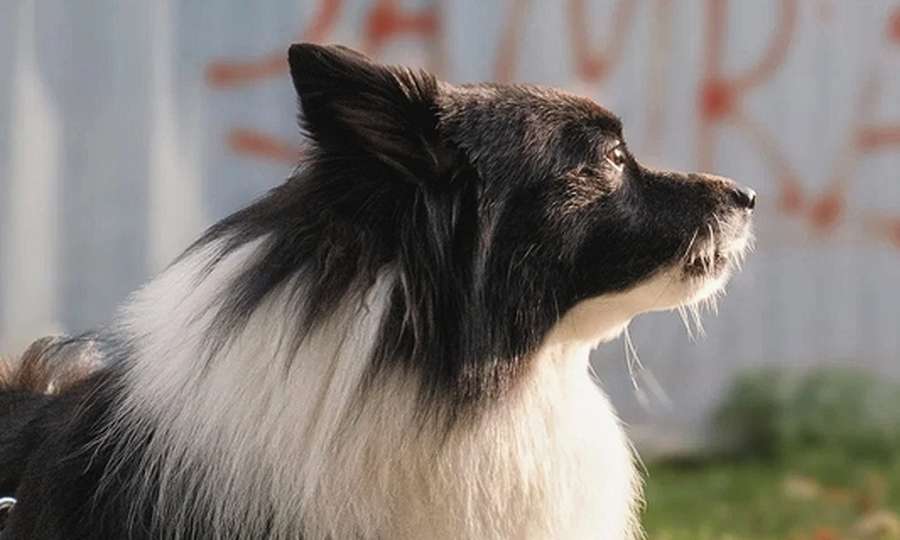 Mehr Gelassenheit und Ruhe für Hund und Halter vermittelt mein Hundetraining Special Mehr Gelassenheit und Ruhe für Hund und Halter vermittelt mein Hundetraining Special