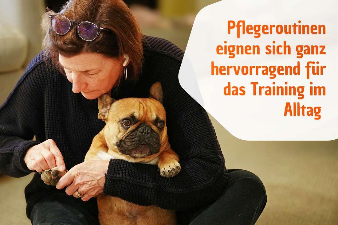 Pflegeroutinen eignen sich ganz hervorragend für das Hundetraining im Alltag