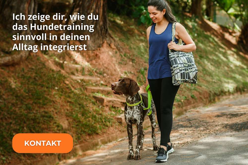 Hundetraining einfach in den Alltag integrieren Hundetraining einfach in den Alltag integrieren