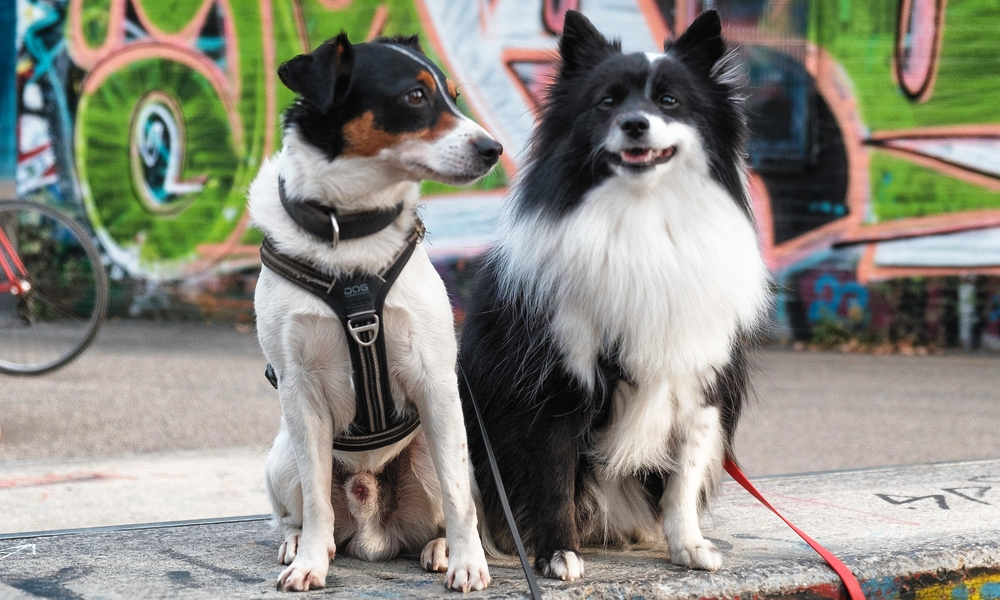Mein Training legt den Fokus auf eine harmonische Mensch-Hund-Beziehung, geprägt von Verständnis, Empathie und Klarheit. Mein Training legt den Fokus auf eine harmonische Mensch-Hund-Beziehung, geprägt von Verständnis, Empathie und Klarheit.