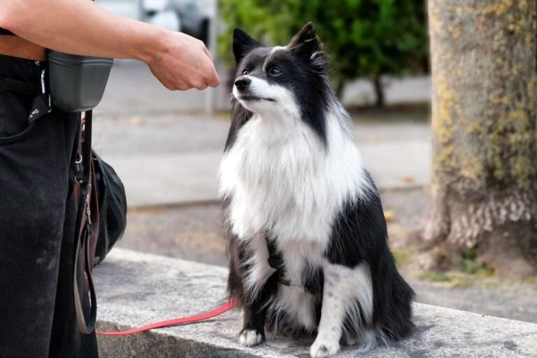 Hundetraining in den Alltag einbauen - sinnvoll und einfach.