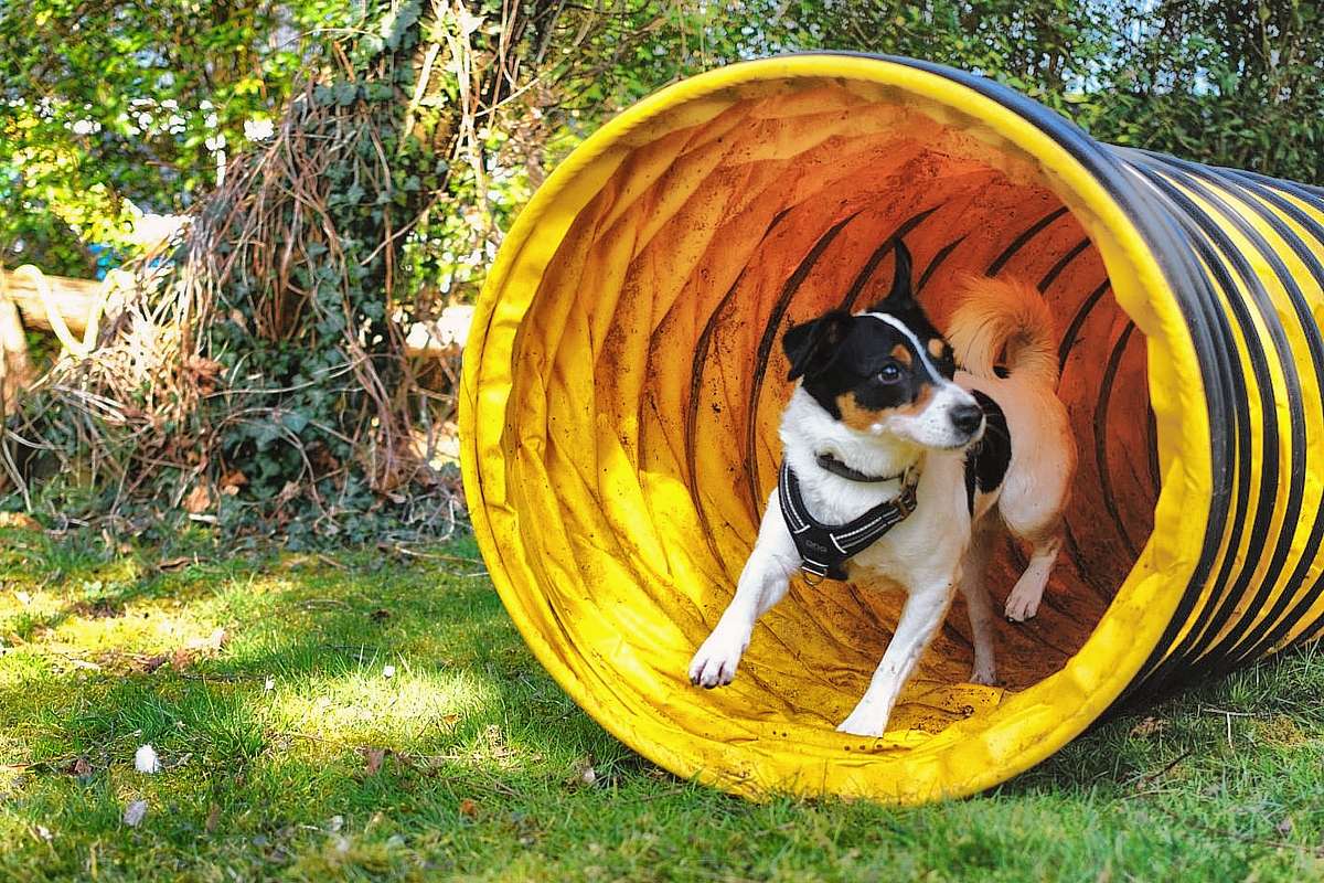 Warum ist Hundetraining wichtig für Hund und Mensch Warum ist Hundetraining wichtig für Hund und Mensch