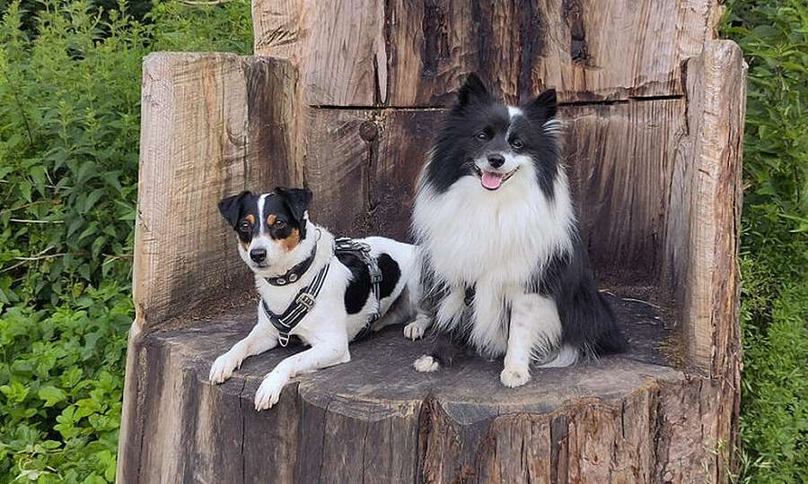 Hundetraining Starter: Das Kennenlern-Angebot für dich und deinen Hund Hundetraining Starter: Das Kennenlern-Angebot für dich und deinen Hund