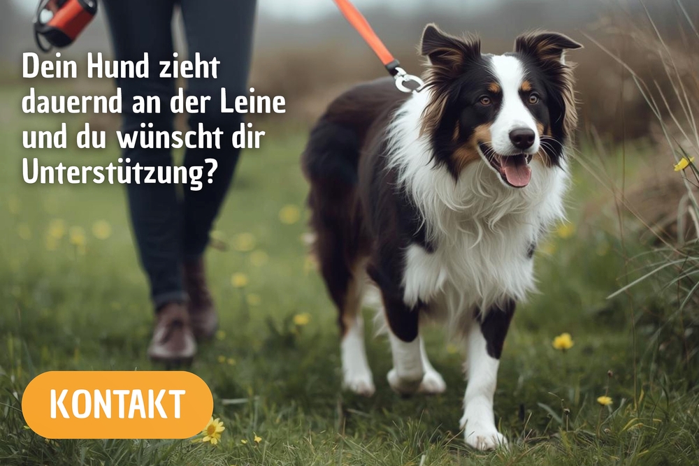 Leinenführigkeit trainieren mit Hundetraining in Düsseldorf