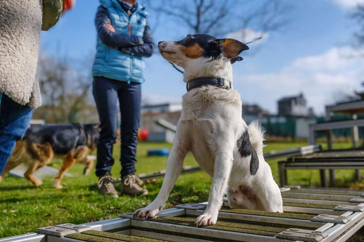Starte jetzt mit professionellem Hundetraining in Düsseldorf mit Hundetrainerin Angelika Richter Starte jetzt mit professionellem Hundetraining in Düsseldorf mit Hundetrainerin Angelika Richter
