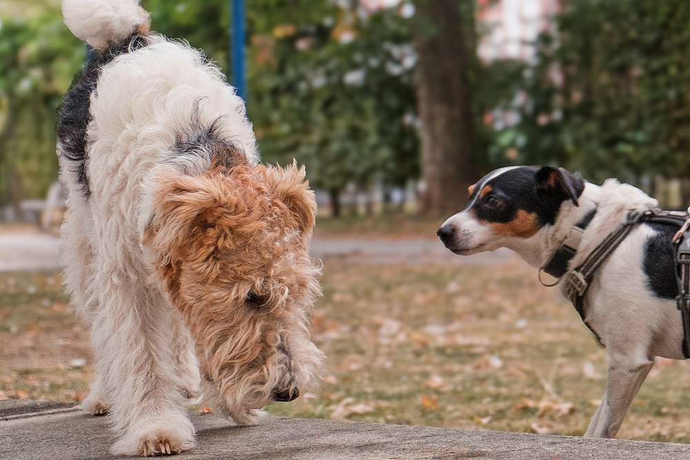 Social Walk: Beim gemeinsamen Hundespaziergang Ruhe und Gelassenheit lernen Social Walk: Beim gemeinsamen Hundespaziergang Ruhe und Gelassenheit lernen