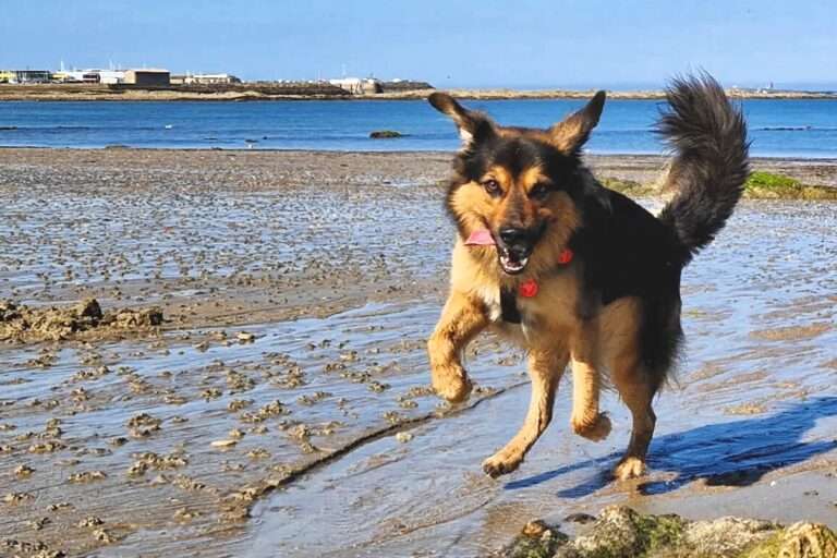 Eingewöhnung von Hunden aus dem Tierschutz und Adoptionshunden. So gelingt es dir!