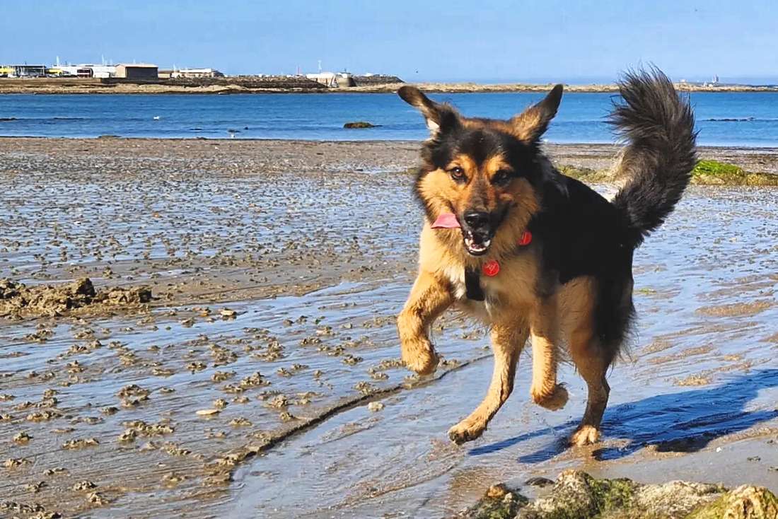 Eingewöhnung von Tierschutzhunden und Adoptionshunden mit Hilfe von Hundetraining. So gelingt es dir! Eingewöhnung von Tierschutzhunden und Adoptionshunden mit Hilfe von Hundetraining. So gelingt es dir!