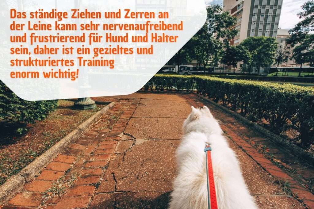 Das ständige Ziehen an der Leine kann sehr frustrierend sein, daher ist ein gezieltes Leinentraining für eine bessere Leinenführigkeit enorm wichtig!